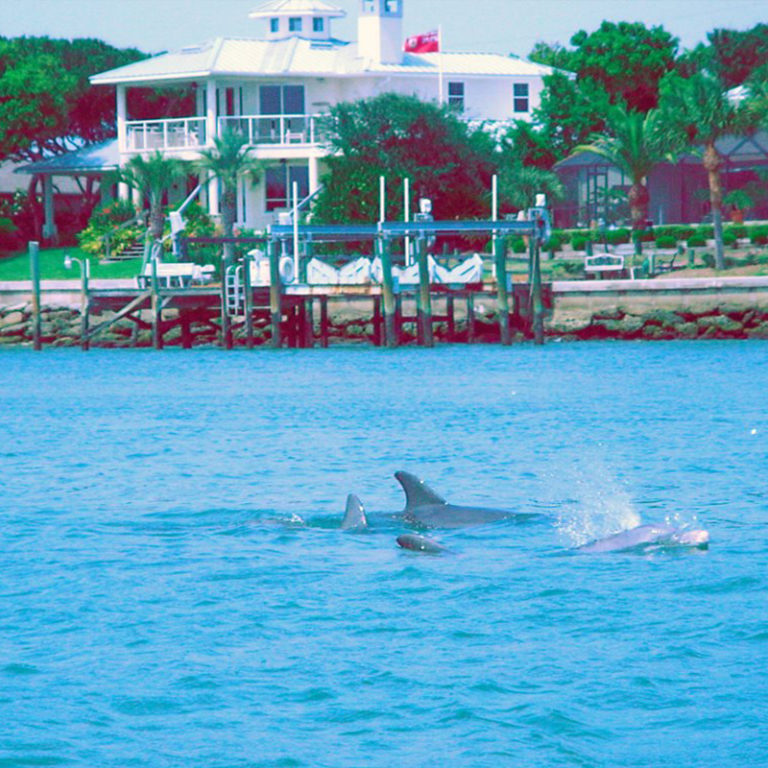 daytona_beach_boat_rentals_intracoastal_dolphins